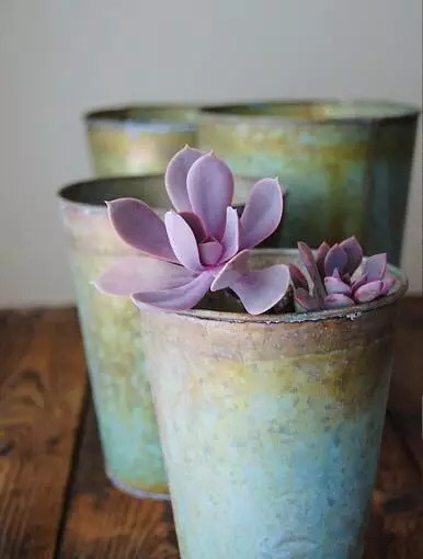 八卦掌多肉怎么浇水,八卦掌内功养生法