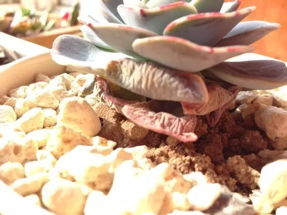 夏日多肉养花技巧图解,十二种招财多肉怎么浇水