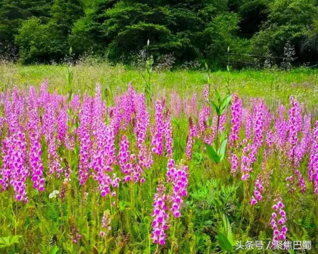 从成都出发最近的草原,成都出发4小时雪山花海