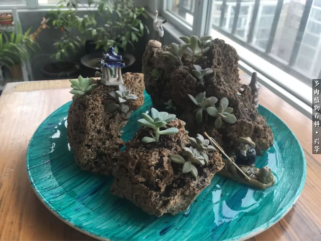 上水石假山造景庭院,上水石假山养的植物