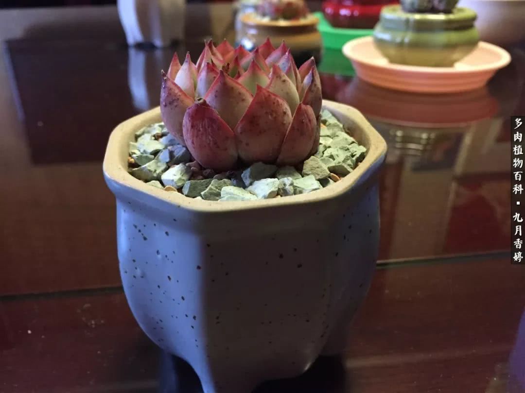 新手入坑必养多肉,刚入坑的多肉怎么养