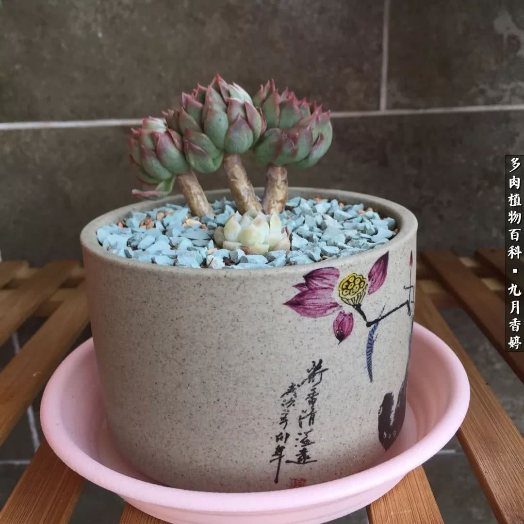 新手入坑必养多肉,刚入坑的多肉怎么养