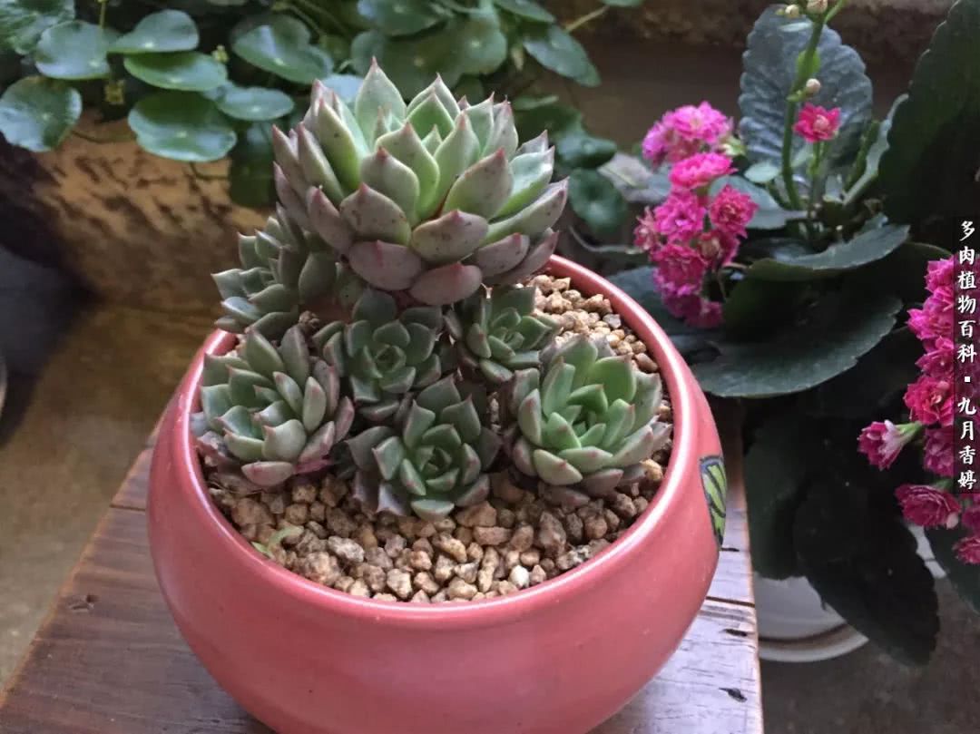 新手入坑必养多肉,刚入坑的多肉怎么养