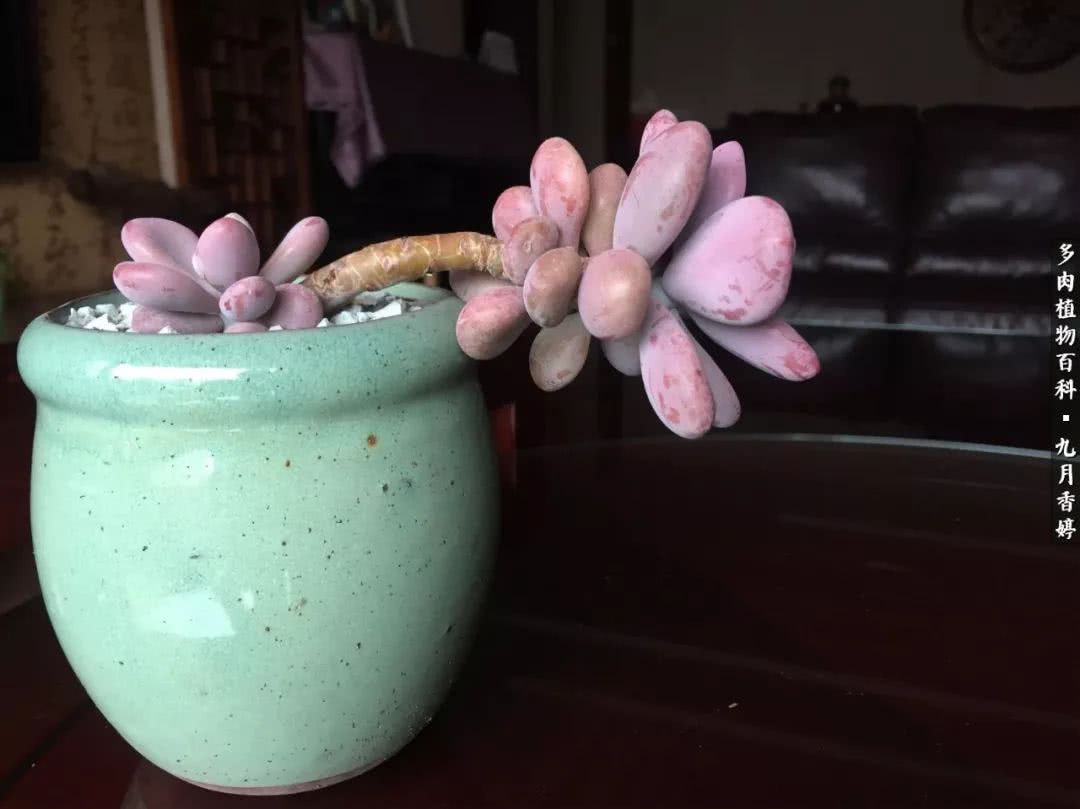 新手入坑必养多肉,刚入坑的多肉怎么养