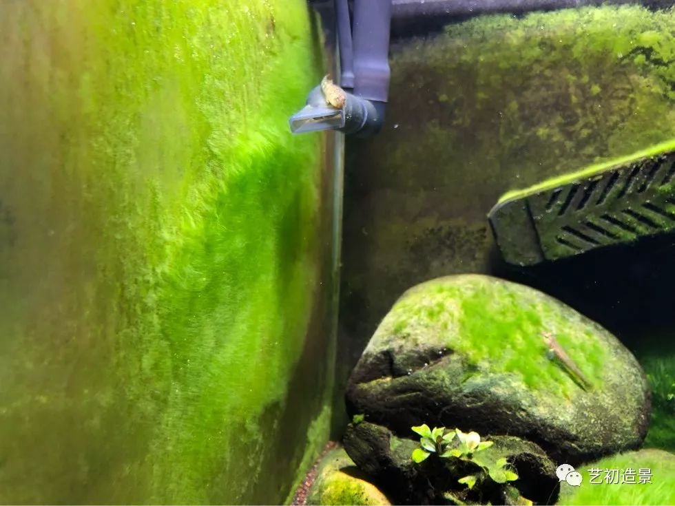 虾虎缸造景要什么过滤器,虾虎缸用什么石头造景好