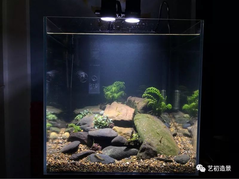 虾虎缸造景要什么过滤器,虾虎缸用什么石头造景好