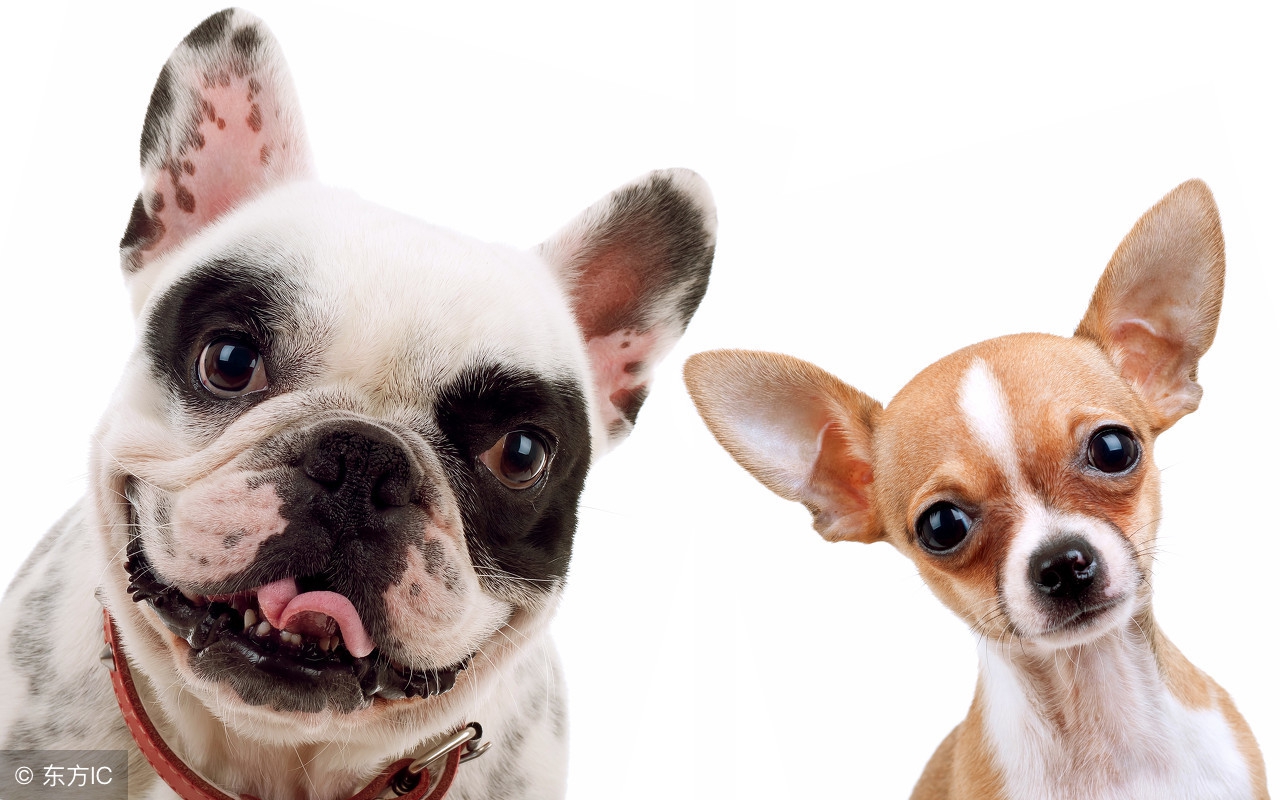 狗养殖场怎样预防疾病,狗常吃点啥药可以预防疾病发生