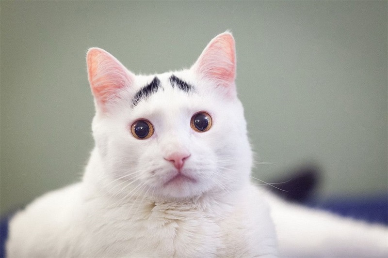 男生有一个好眉毛,男生怎么才能有帅气的眉毛