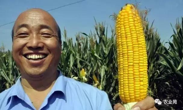 玉米打叉是怎么回事,玉米长杈子要不要给掰掉