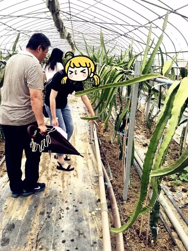 蔬果草莓采摘园,常州采摘适合夏天玩的地方