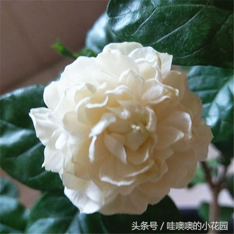 茉莉叶片发蔫卷曲怎么回事,茉莉新长的叶片卷边怎么办