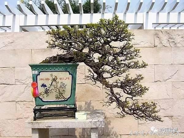 地瓜榕盆景的修剪技巧,金豆盆景修剪视频大全