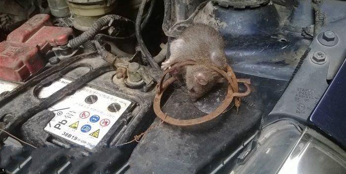 汽车防老鼠什么办法最好,最简单的汽车机舱驱鼠方法