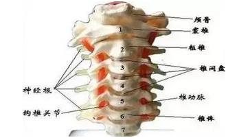 人体脊柱对应疾病图解高清图,脊柱关节错位引起疾病示意图
