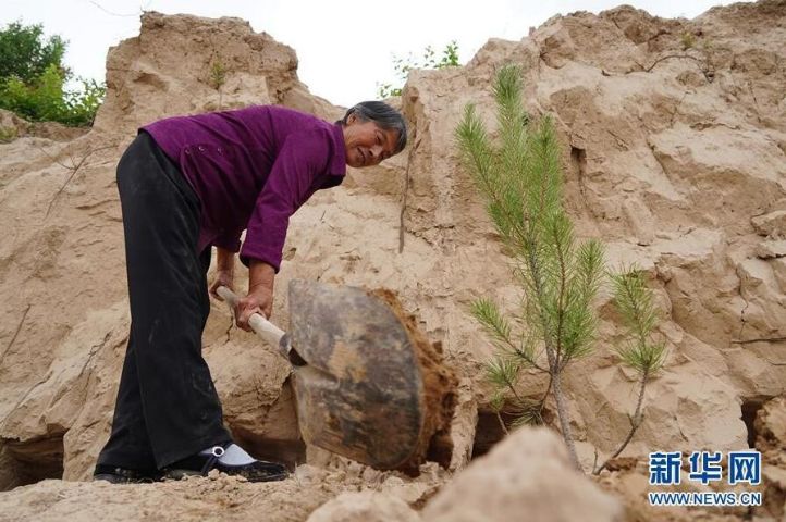 全国造林模范张莲莲,张莲莲植树造林的事迹