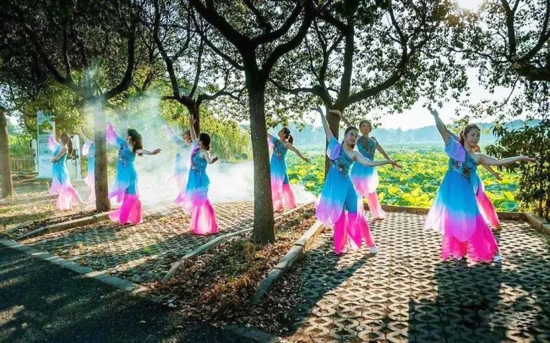 上海观景赏荷,7月赏荷花好去处