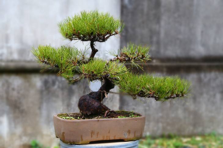 黑松丛林多杆盆景造型,肖建伟黑松盆景制作造型