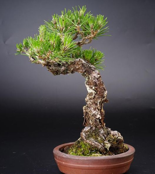 黑松盆景造型修剪最佳时间,黑松盆景造型视频大全