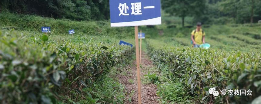 生态茶园的规划,生态茶园建设的好处