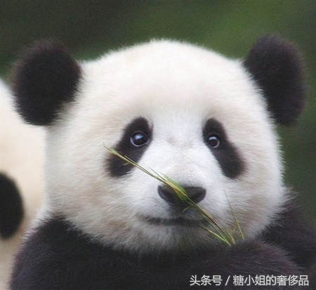 油皮散粉推荐,柏瑞美定妆散粉油皮