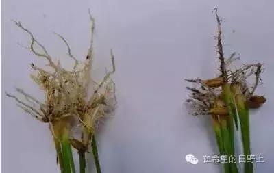 水稻出现黑根的主要原因,水稻黑根的治疗方法