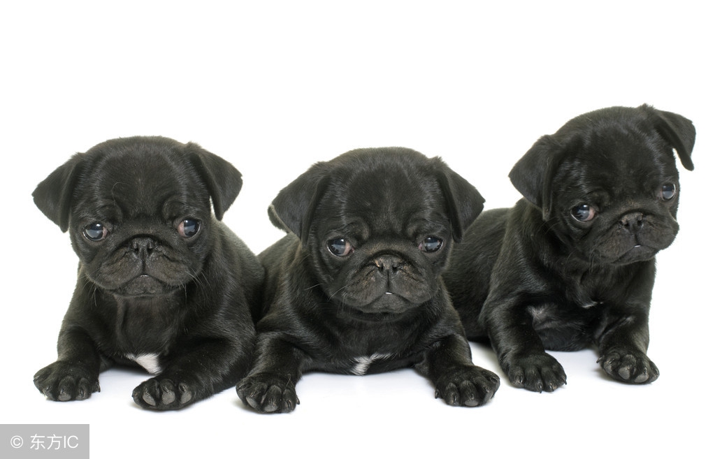 你适合养犬吗,你适合养宠物吗