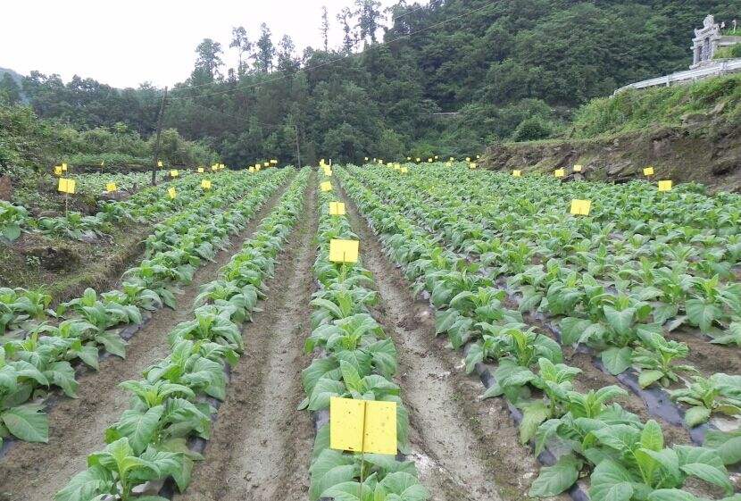 如何提高烟叶等级纯度,烟叶如何才能提高纯度