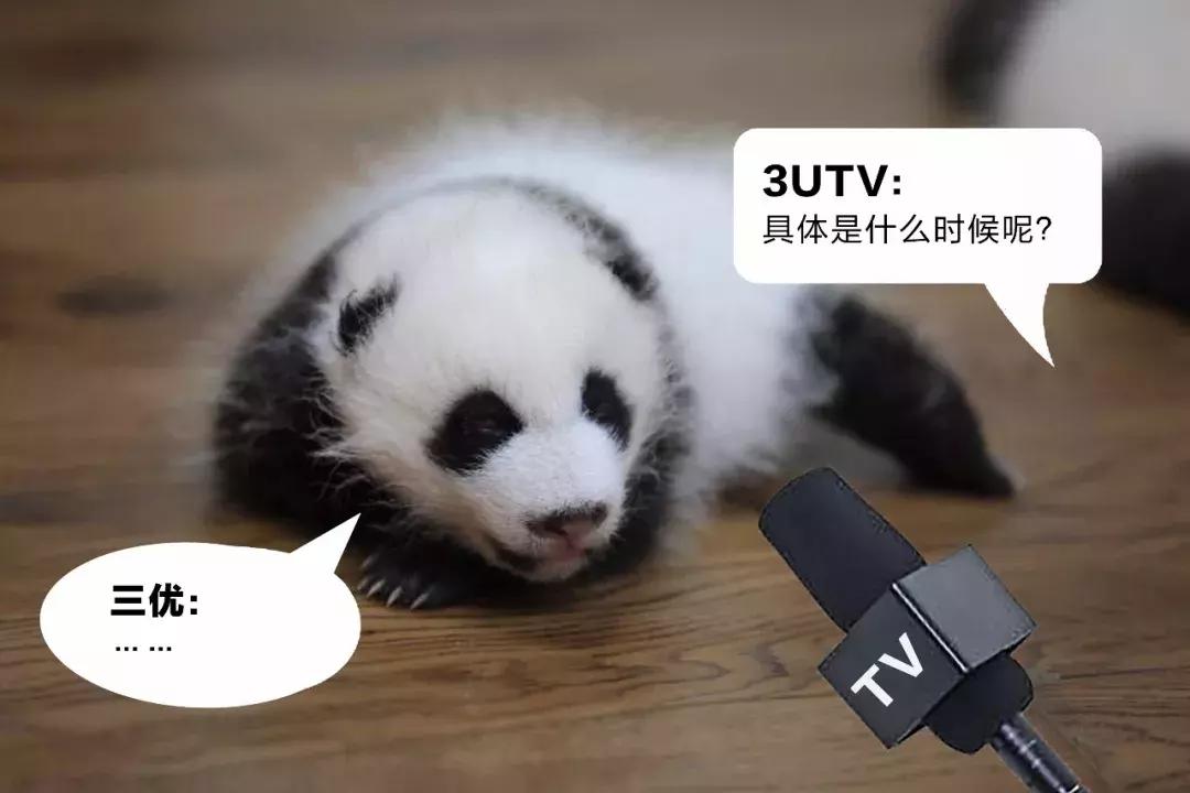 川航三优熊猫,四川航空认养大熊猫