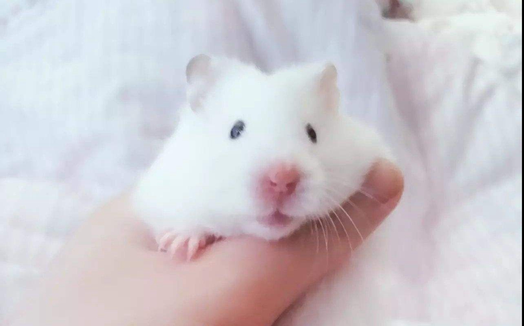 仓鼠要吃什么食物才能养活,仓鼠的几个致命弱点