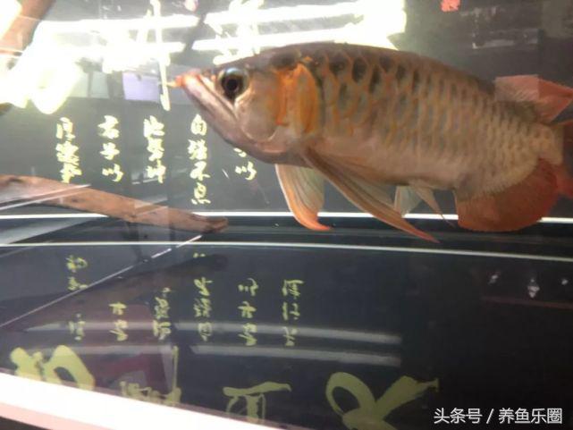 红龙该怎么选,红龙最高适应多少度