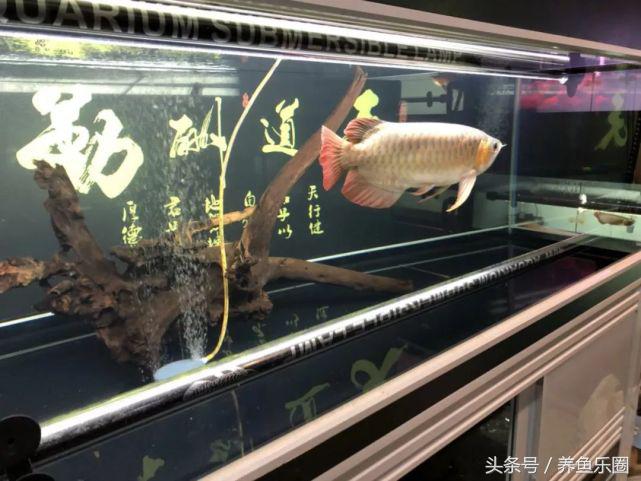 红龙该怎么选,红龙最高适应多少度