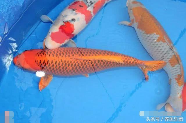 锦鲤怕光怎么解决,锦鲤喂食过多拒食