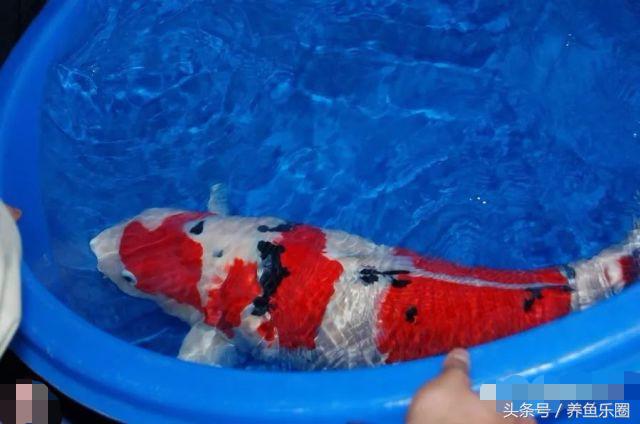 锦鲤怕光怎么解决,锦鲤喂食过多拒食