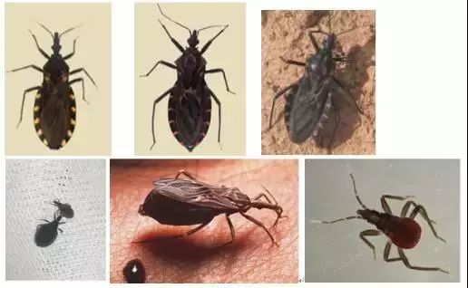 捉一只奖8元！广州全城“捉拿”的锥蝽，究竟是什么虫？