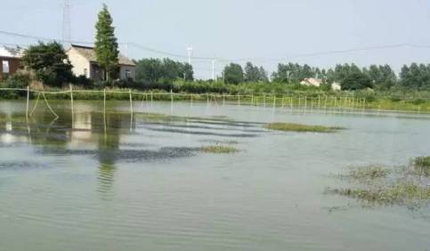 蟹塘有蓝藻用什么肥水,蟹塘有小龙虾怎么防止发病