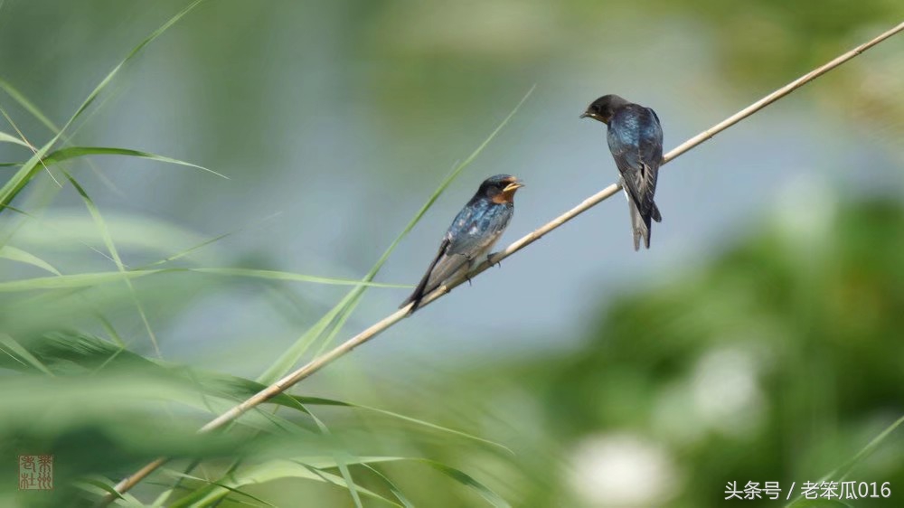 面试语文老师要准备一些什么,语文教师面试技巧