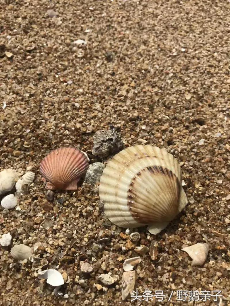 去东戴河玩好不好,现在去东戴河玩有什么危险吗