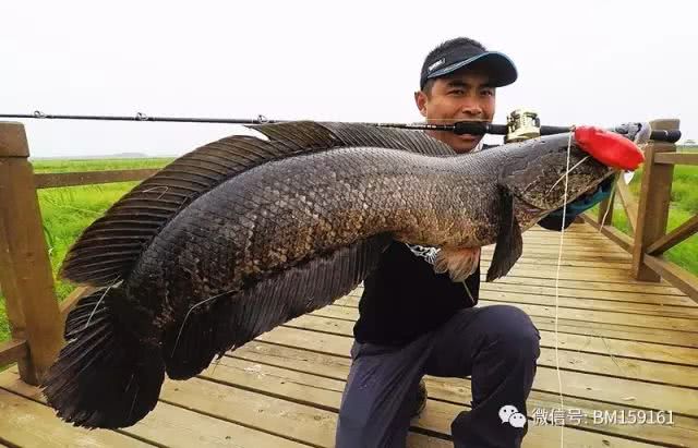 北大荒雷强打猎,北大荒雷强打黑