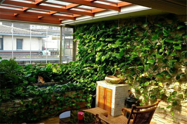 虾缸能养绿萝,养鱼池如何养绿萝