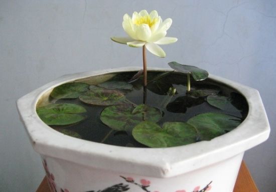 睡莲盆栽最佳种植方法,睡莲的养护方法