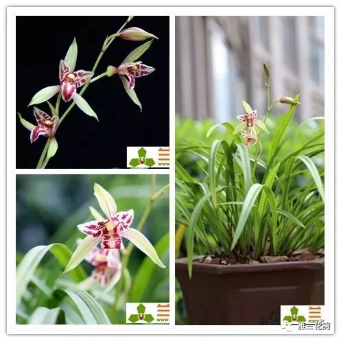 兰花鉴赏全部,兰花建兰八大名品介绍