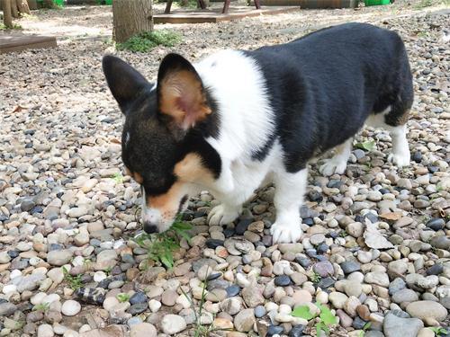 怎么挑选好坏的狗粮图片,怎么挑选狗粮最靠谱