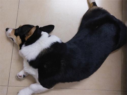 狗粮怎么选进口国产狗粮测评,国产狗粮适口性该如何选择