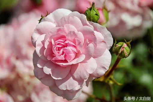 描写冬天的古诗词经典唯美名句,很美很暖的古诗词句