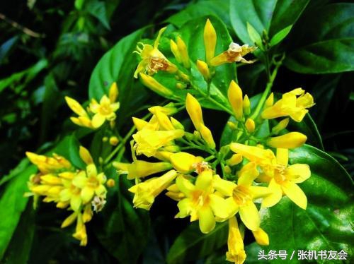 中药药材浪漫的名字,蕴含极致浪漫的中药名字