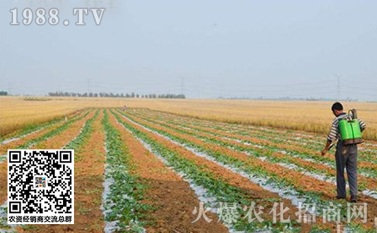 瓜果死苗烂根怎么处理,大棚种瓜类死棵的原因