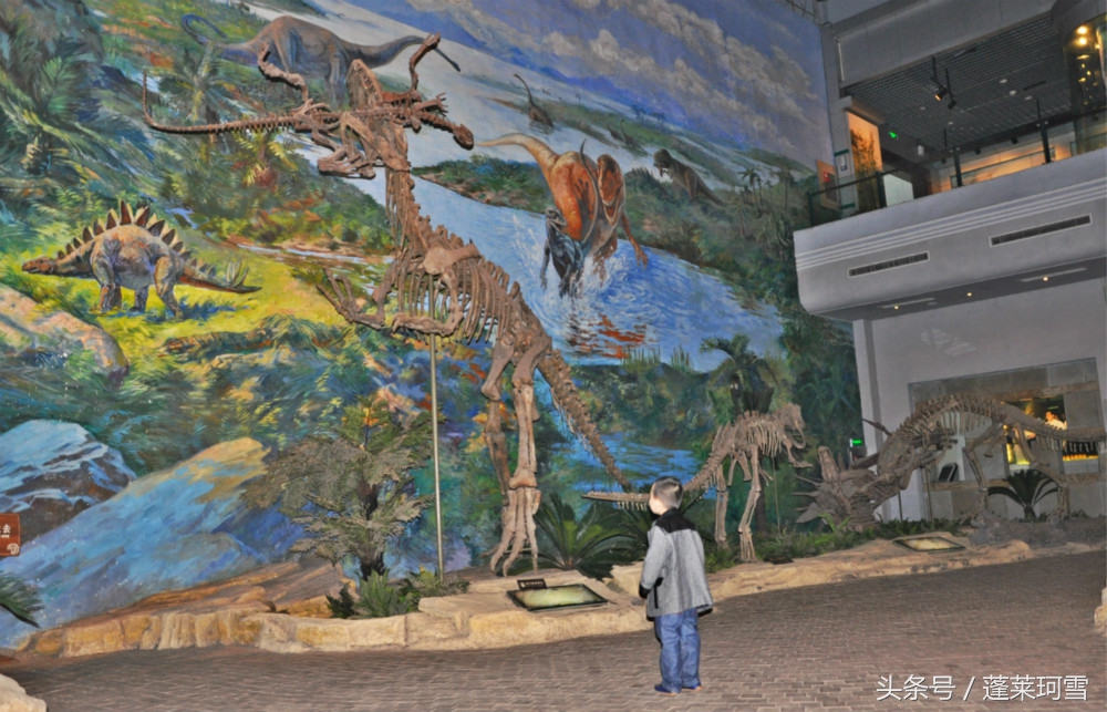 自贡恐龙博物馆展示是真恐龙吗,自贡恐龙博物馆可以现场购票吗