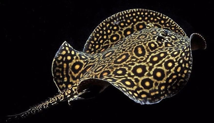 魟鱼怎么入缸就死,魟鱼入缸前检疫