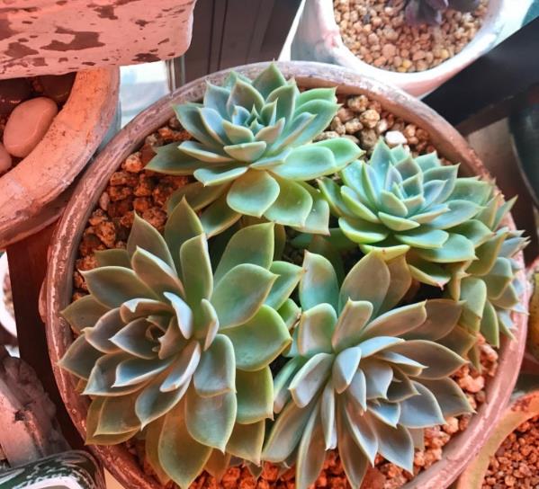 如何预防多肉叶片水化,多肉叶片化水需要及时剪下来么