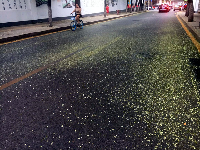 济南现在最“香”的一条街,在东部老城区,花香满地